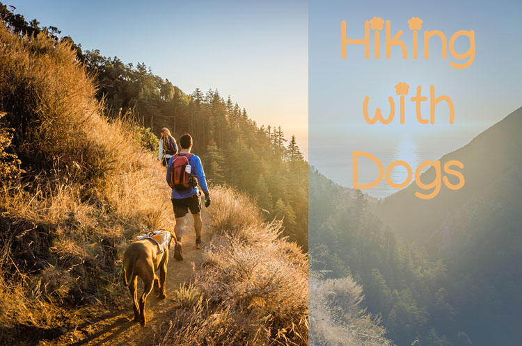 Hiking with Dogs