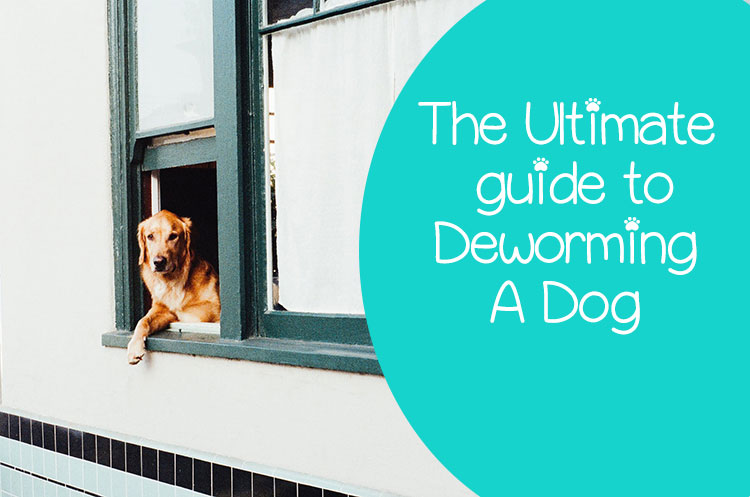 dog deworming