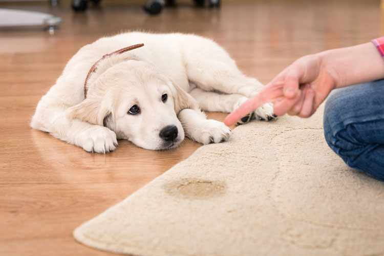 puppy house training