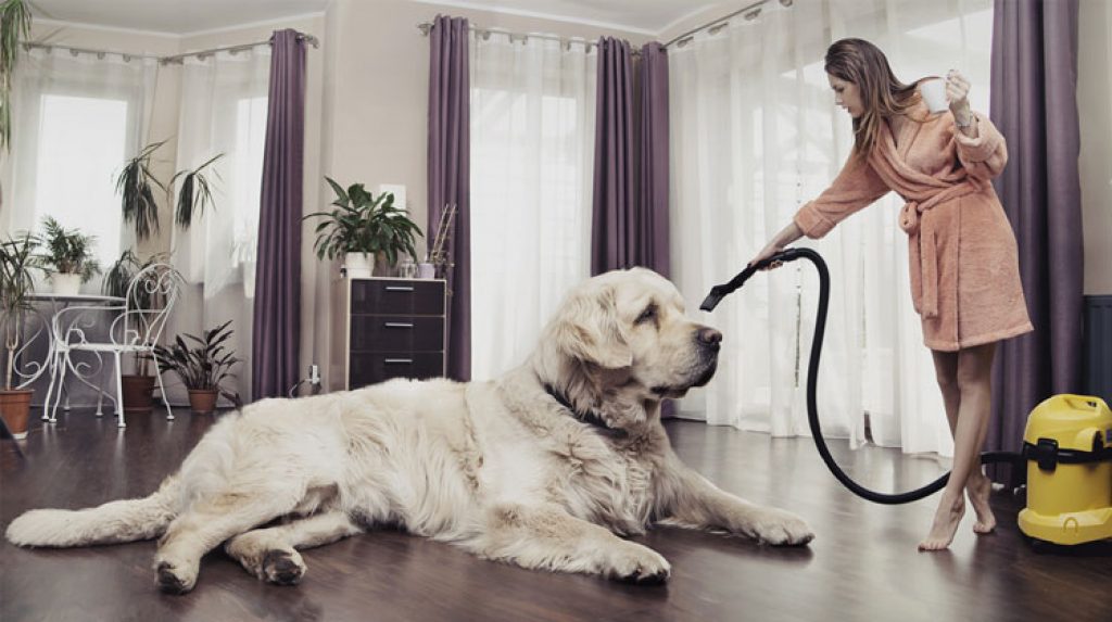 keep your home clean despite of having a dog