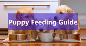 Feeding Guide For Labrador Puppy? The Complete Guide