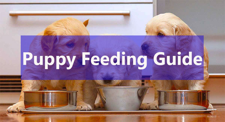 puppy feeding guide