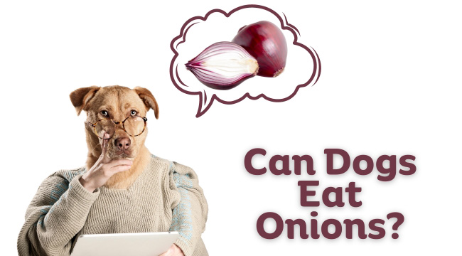 Can Dogs Eat Onions?