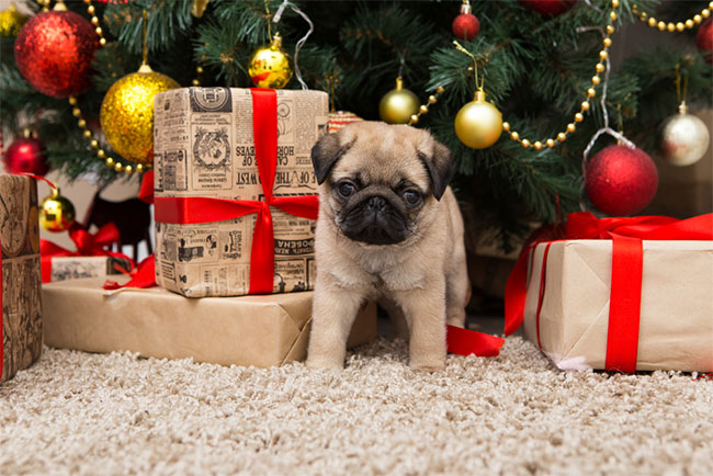 Christmas Home Safety Tips for Dog Owners