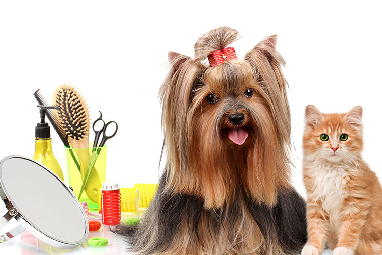 DIY pet grooming tips