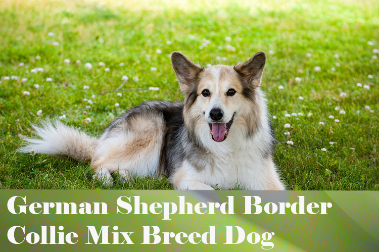 German shepherd Border Collie Mix