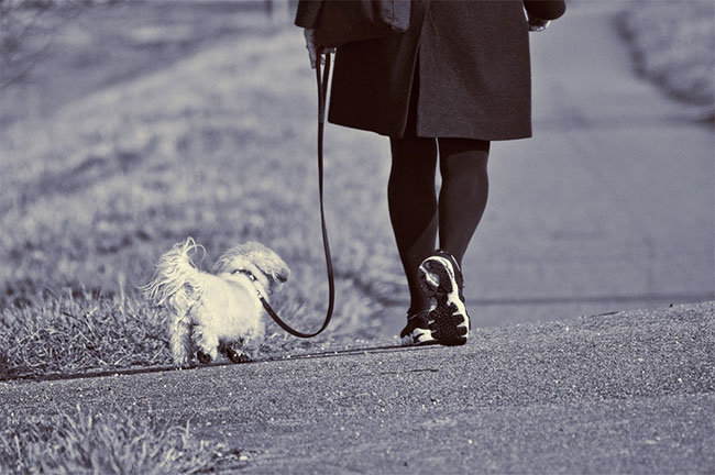 Leash Train Your Puppy