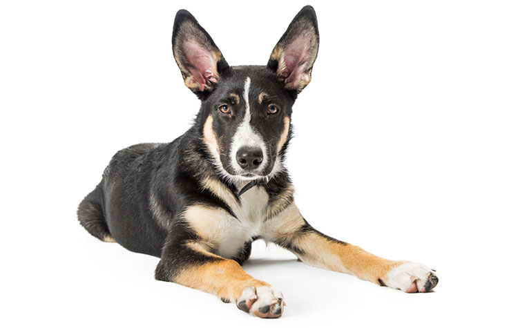 facts about German shepherd Border collie mix breed