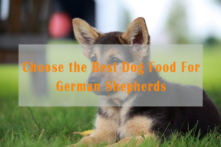 how to choose the best dog food for German Shepherd