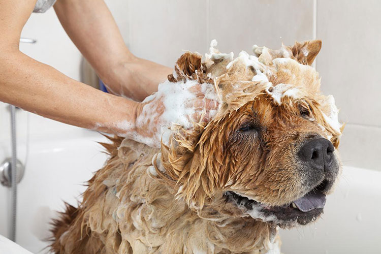 getting a dog shampoo from a pet grooming store 