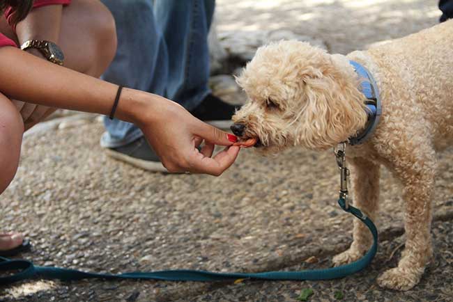 Reward with a Treat 