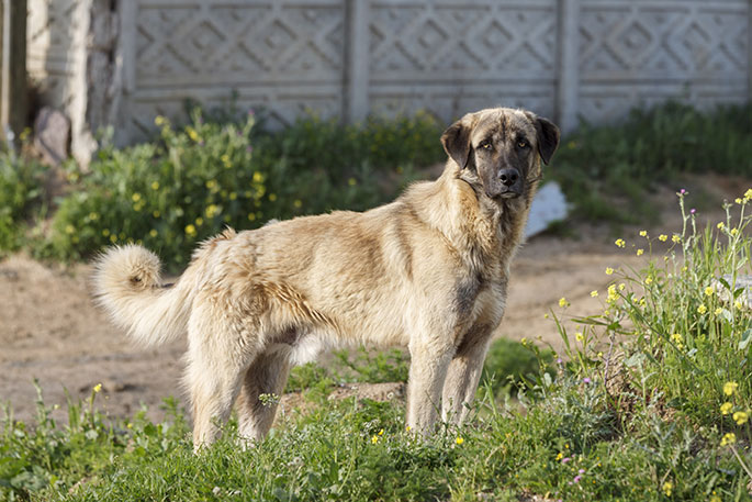 Anatolian Shepherd