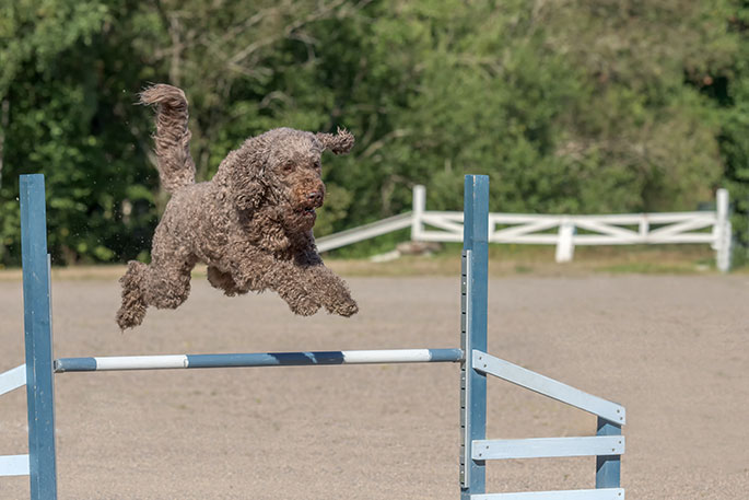 Dog Breeds That Get Along With Other Dogs