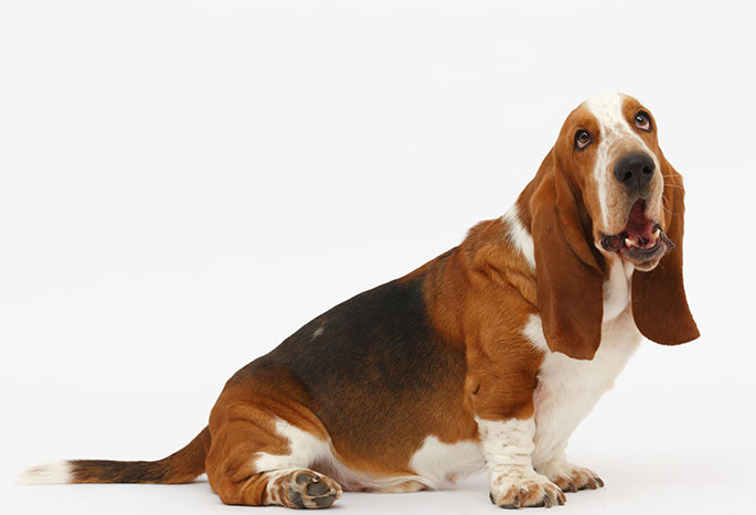 Basset Hound