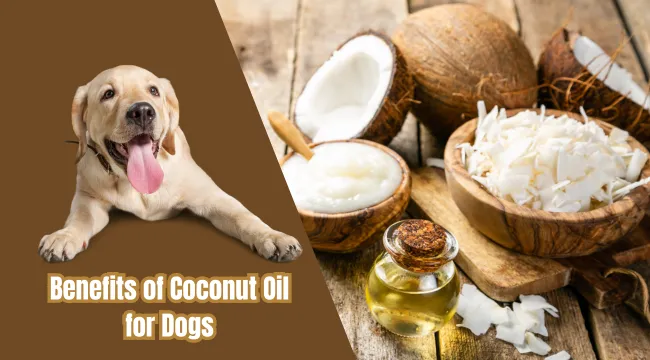 Benefits of Coconut Oil for Dogs