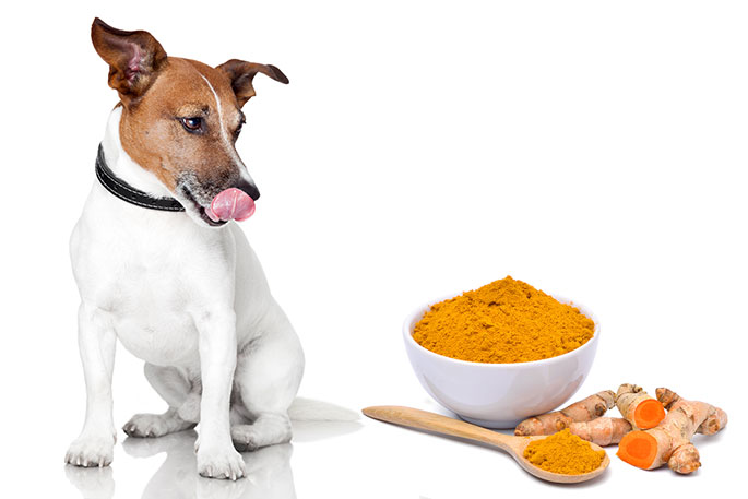 Benefits of Turmeric for Dogs