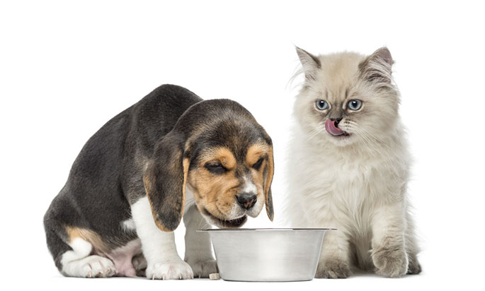 Can Cats Eat Dog Food