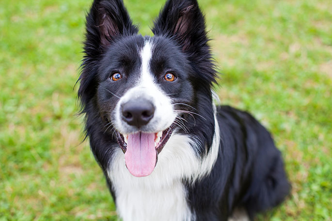 Collie