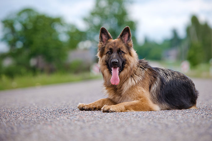 German Shepherd Dog