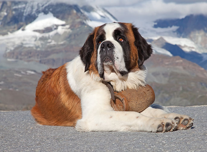 St. Bernard