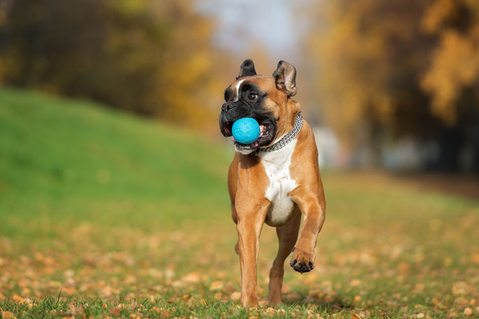 boxer dog playing