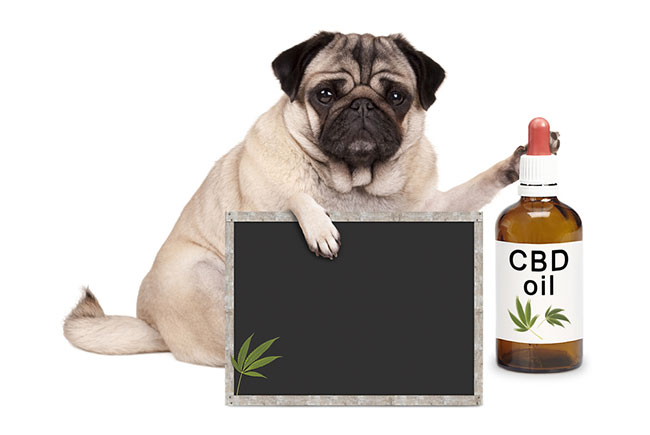 CBD oil for dog