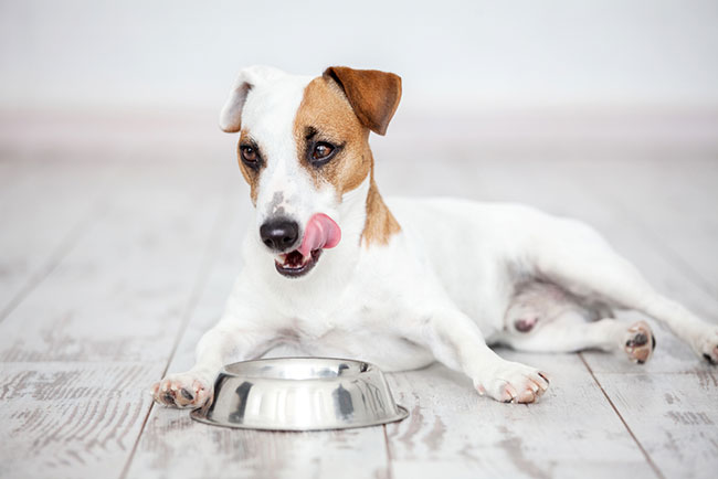 how to choose dog food