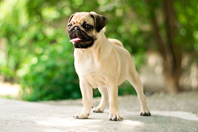 what is a pug