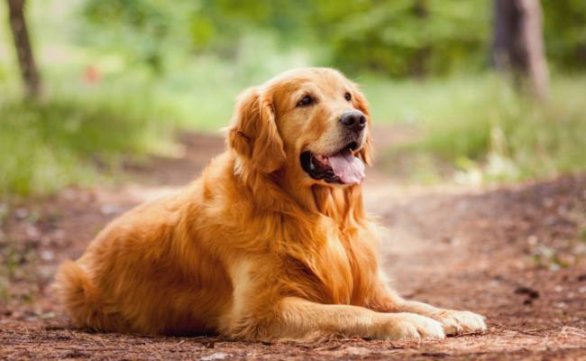 Family-Friendly Large Dog Breeds