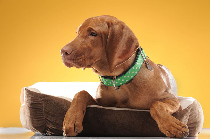 How to Choose the Perfect Collar Size for Your Dog