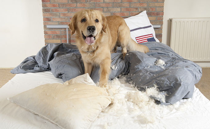 dog Destroying House