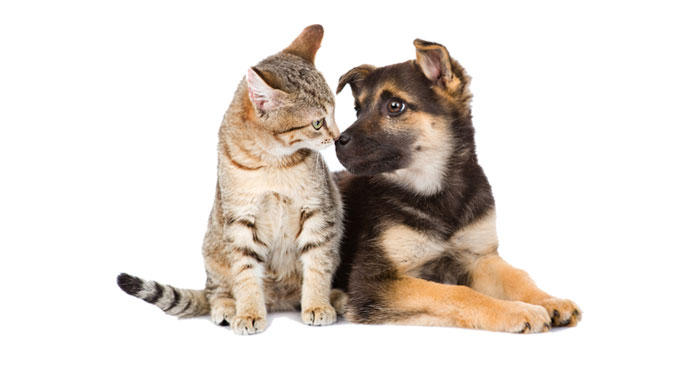 Guide to Pet Care and Pet Supplies for Cats and Dogs