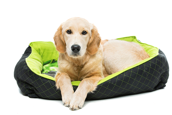 how to choose a dog bed