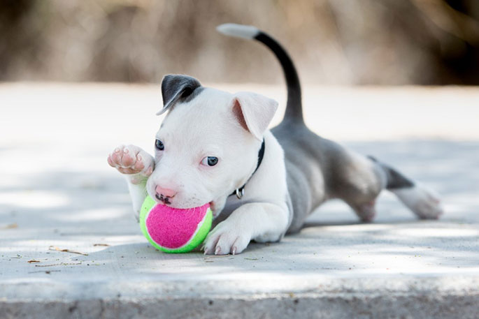 How to Train Your Pitbull Puppy