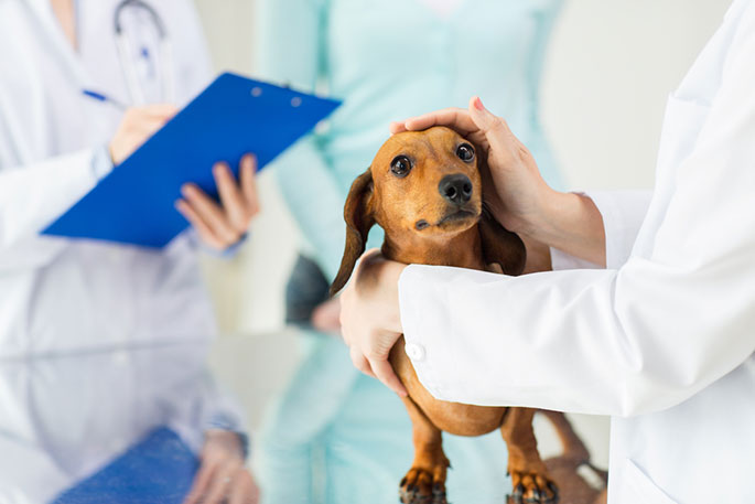 Caring for a Dog after an IVDD Diagnosis