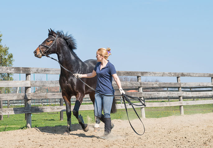 7 Effective Tips to Train Your Horse