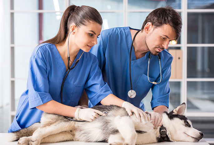 New Owner's Guide To Dog Healthcare