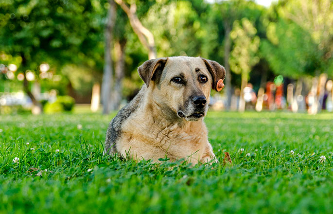 The Best Grass for Dogs