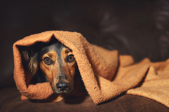 Tips to Soothe an Anxious Dog
