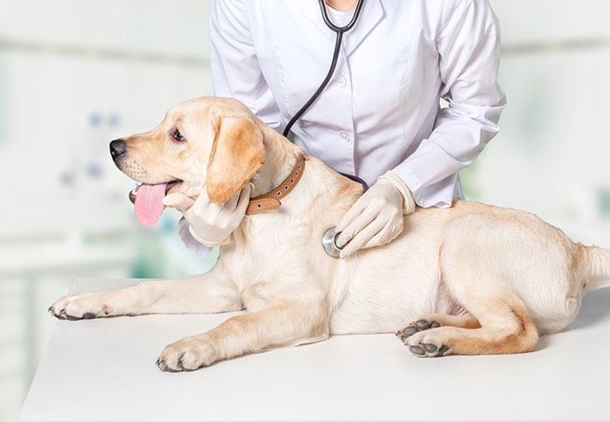 Top 10 Reasons Dogs Visit the Vet