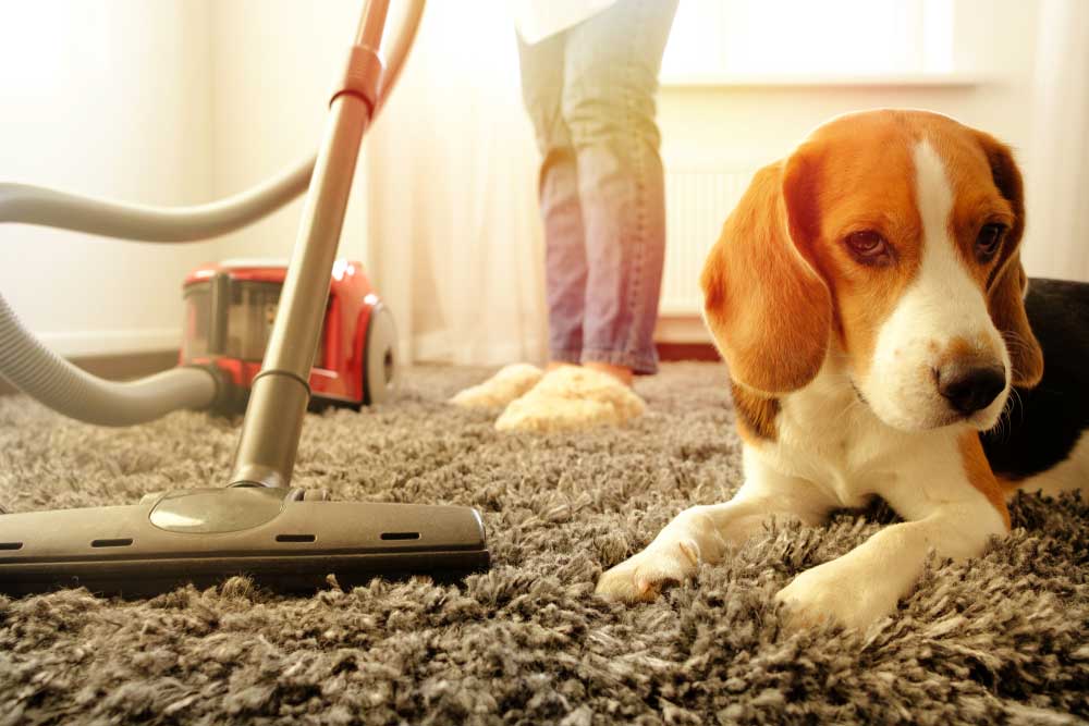 Best Carpet Cleaner for Pet Stains