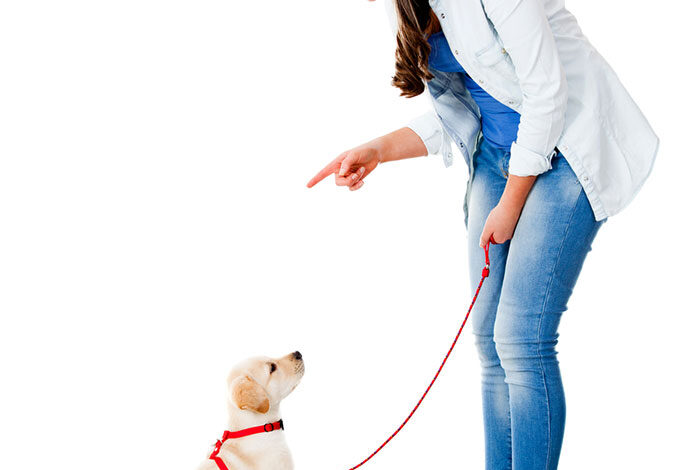 Best Tools to Train Your Puppy
