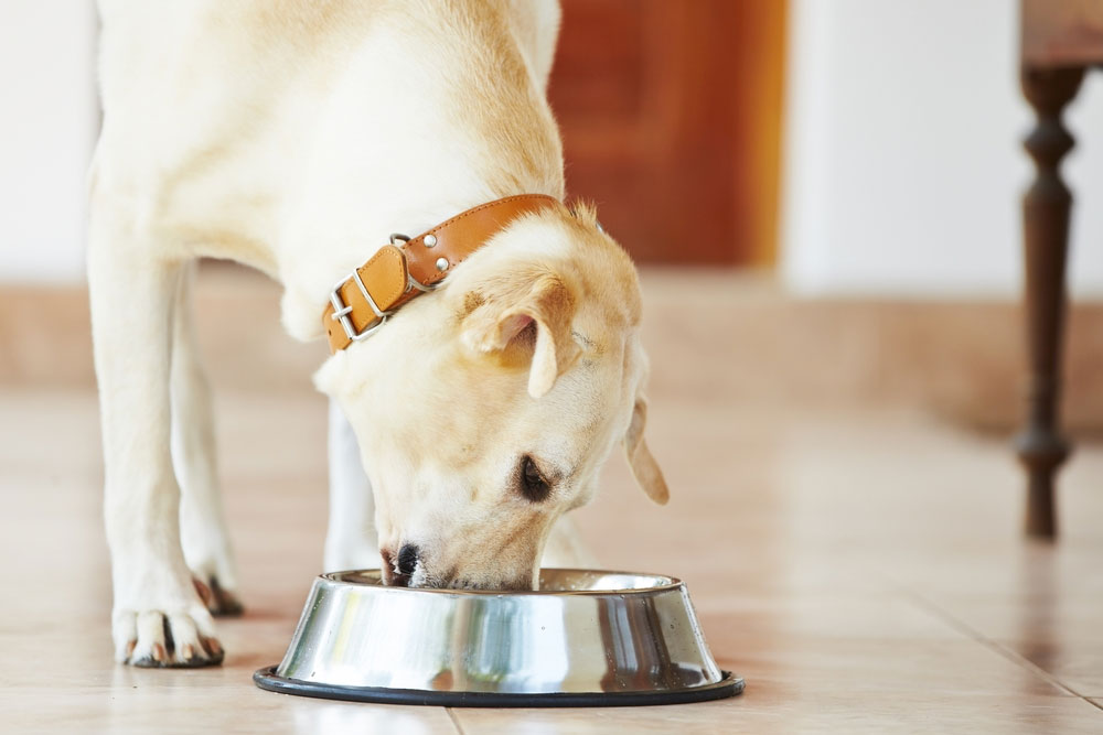 Pros And Cons About Feeding a Dog With Raw Meat