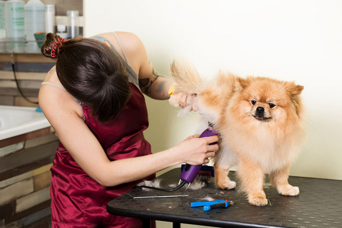 Best Dog Grooming Clippers Buying Guide