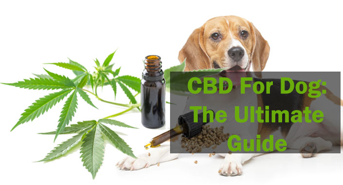 CBD For Dog: The Ultimate Guide