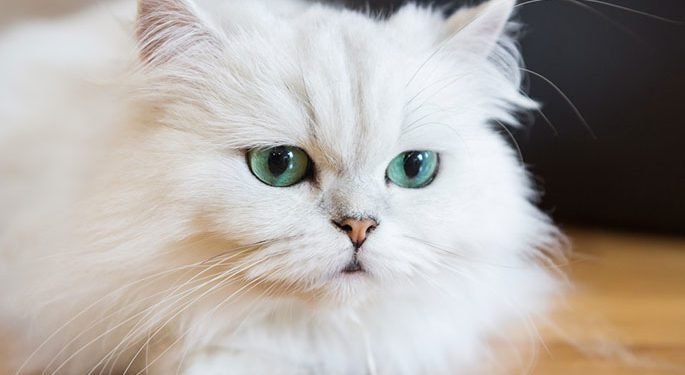 A Guide for Leaving Your Feline Friend Alone at Home