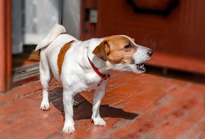 Stop home alone dog from barking