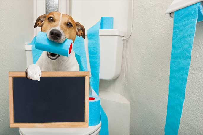 What To Give A Dog For Diarrhea