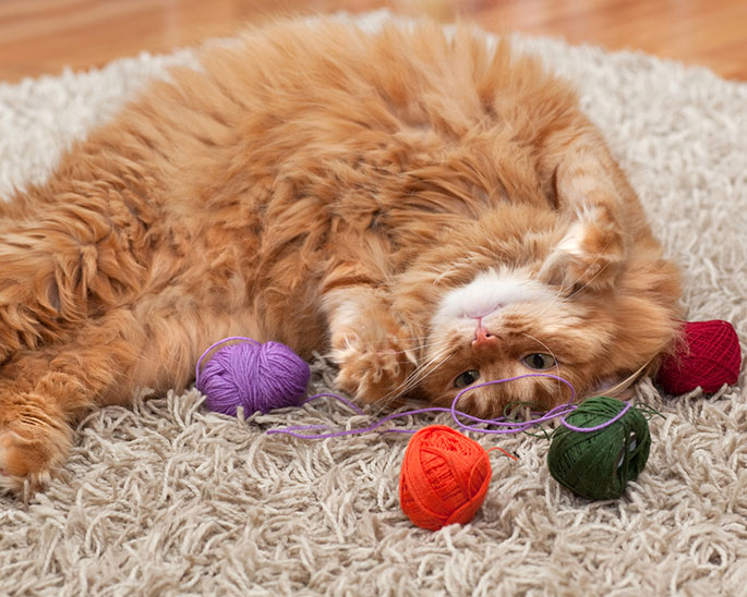 a cat playing with it's toy