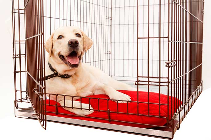 An Expert Guide to Buying Your First Dog Crate
